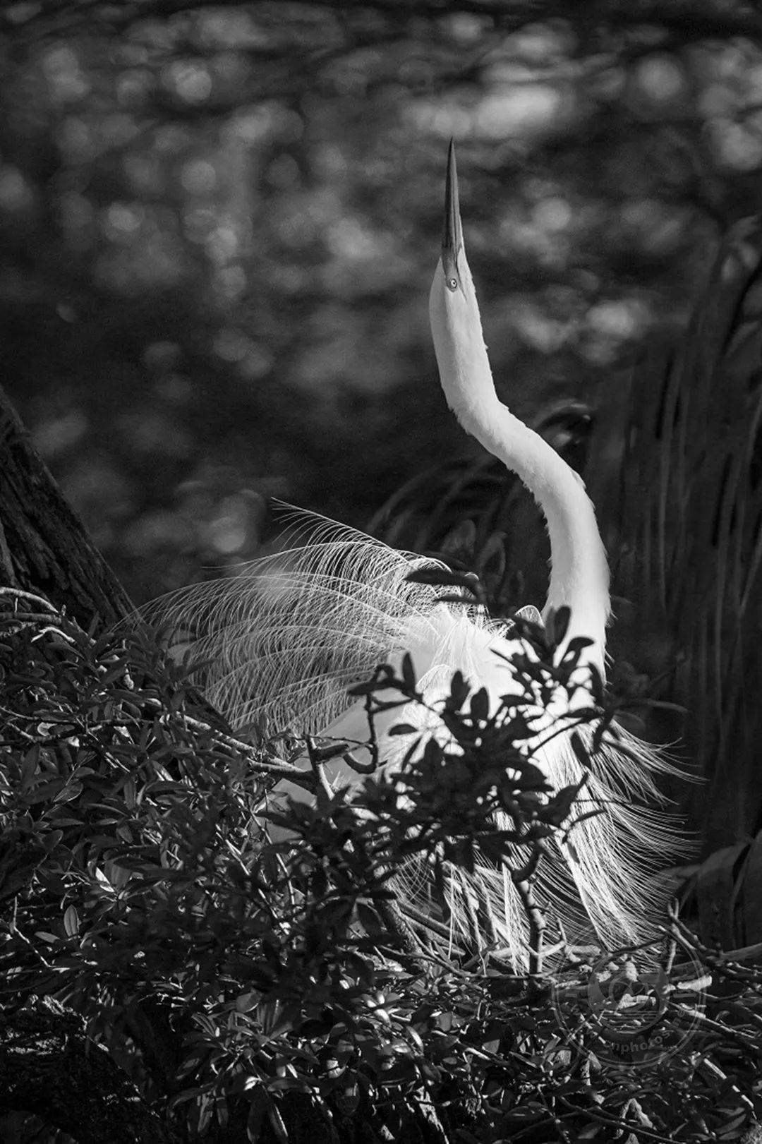 原创业余组2023年国际黑白摄影大奖赛野生生物类获奖作品公布下