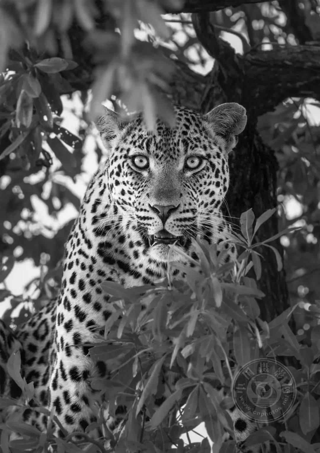 原创业余组2023年国际黑白摄影大奖赛野生生物类获奖作品公布下