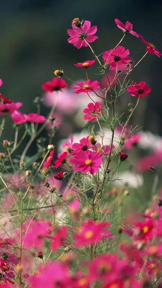 格桑花背景图片大全图片