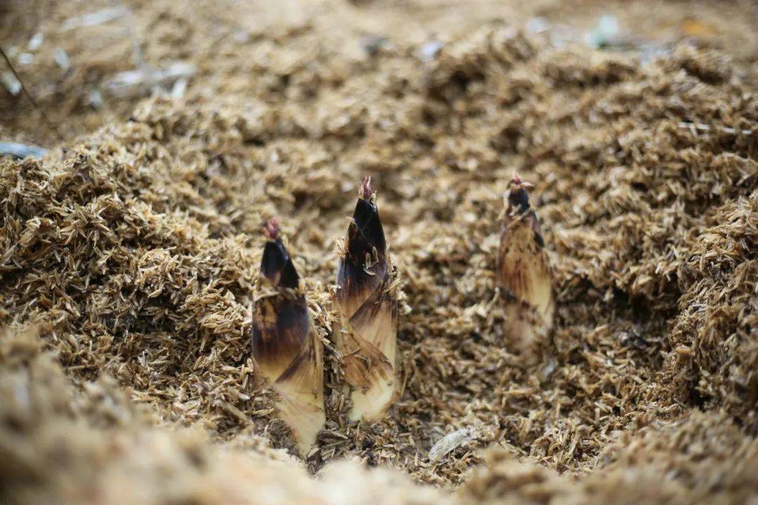 临安春笋,《舌尖2》力荐,鲜甜脆嫩正当季~_竹笋_竹子_自然