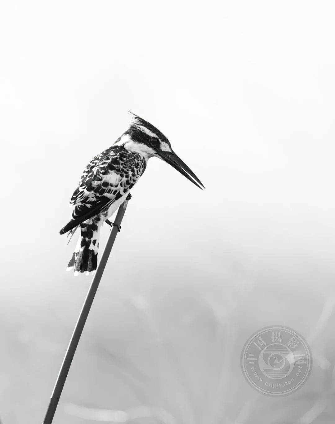 原创业余组2023年国际黑白摄影大奖赛野生生物类获奖作品公布下