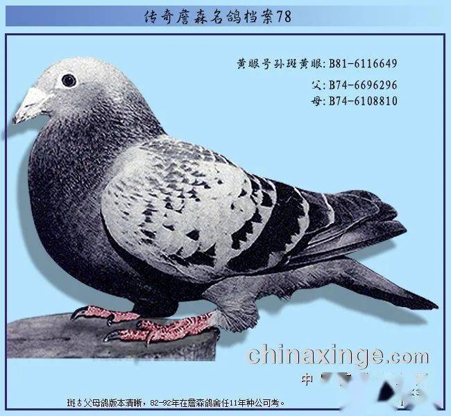詹森兄弟黃眼号这一脉在詹森鸽舍的传承似乎没有太多的关注度,大概