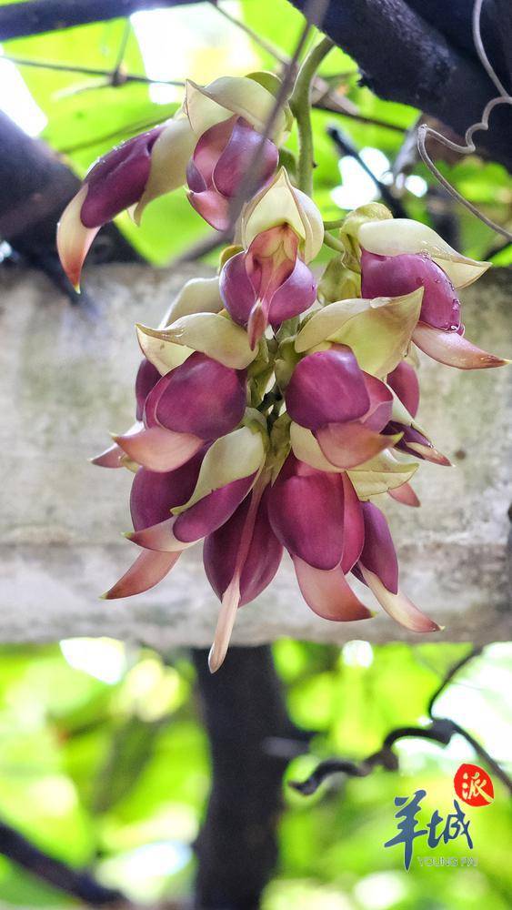 秋明拍花赶赴春之约雀仔花灿烂盛开