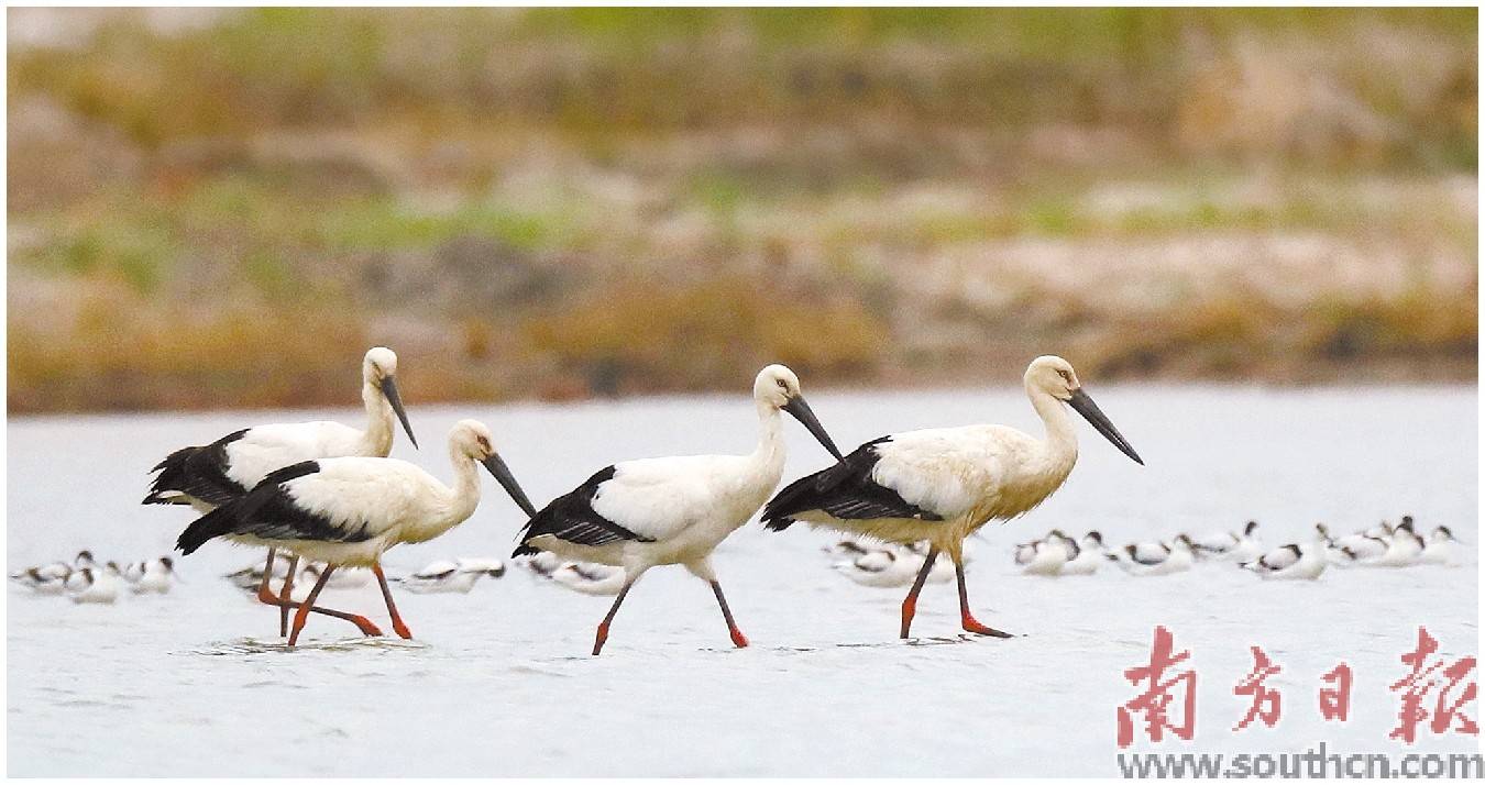 阳江首次记录到成群东方白鹳_保护_鸟类_广东省