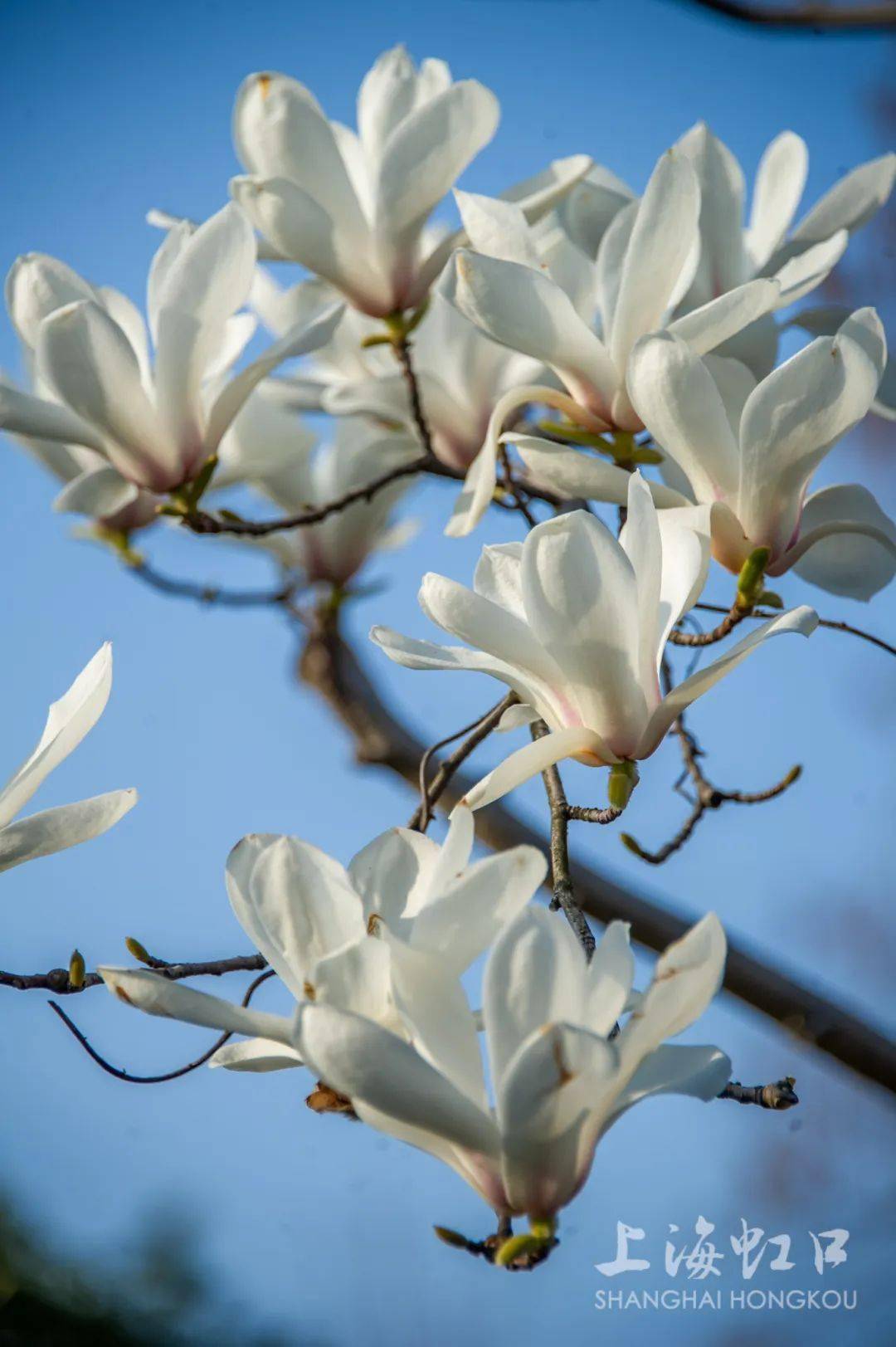 "市花"白玉兰绽放,快来这些点位观赏吧>2024-03-1