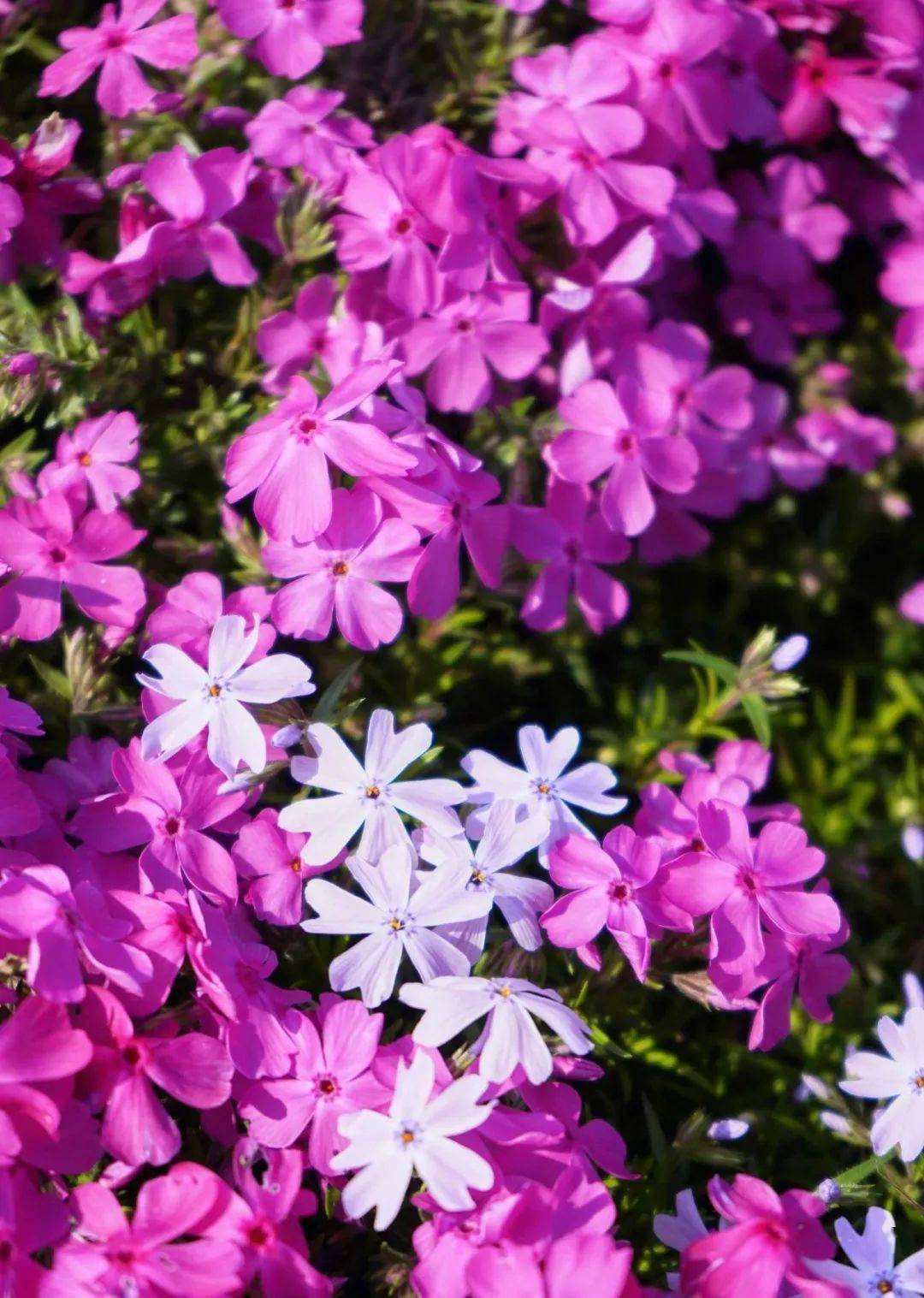 "抬头看樱花,低头赏芝樱"里仁芝樱花开粉艳绽放,极致绚烂