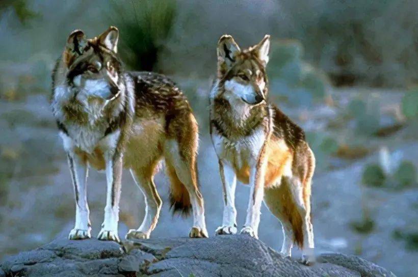 陈国兵戈壁女人和狼50爱情之火