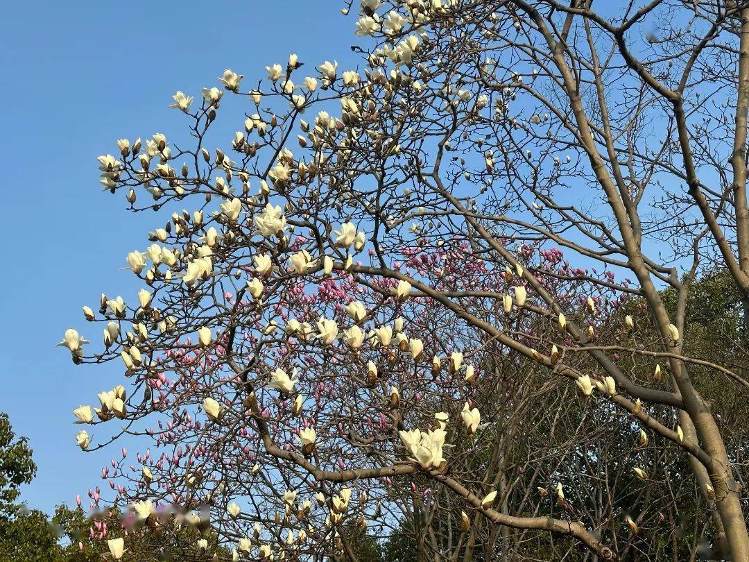 市花白玉兰绽放快来这些点位观赏吧