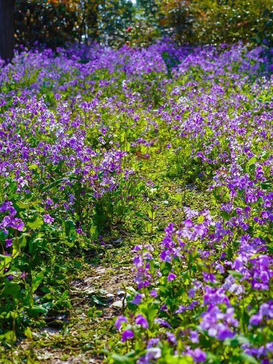 花情预报 | 二月兰盛开,瘦西湖坠入紫色花海_诸葛亮_草本植物_种植