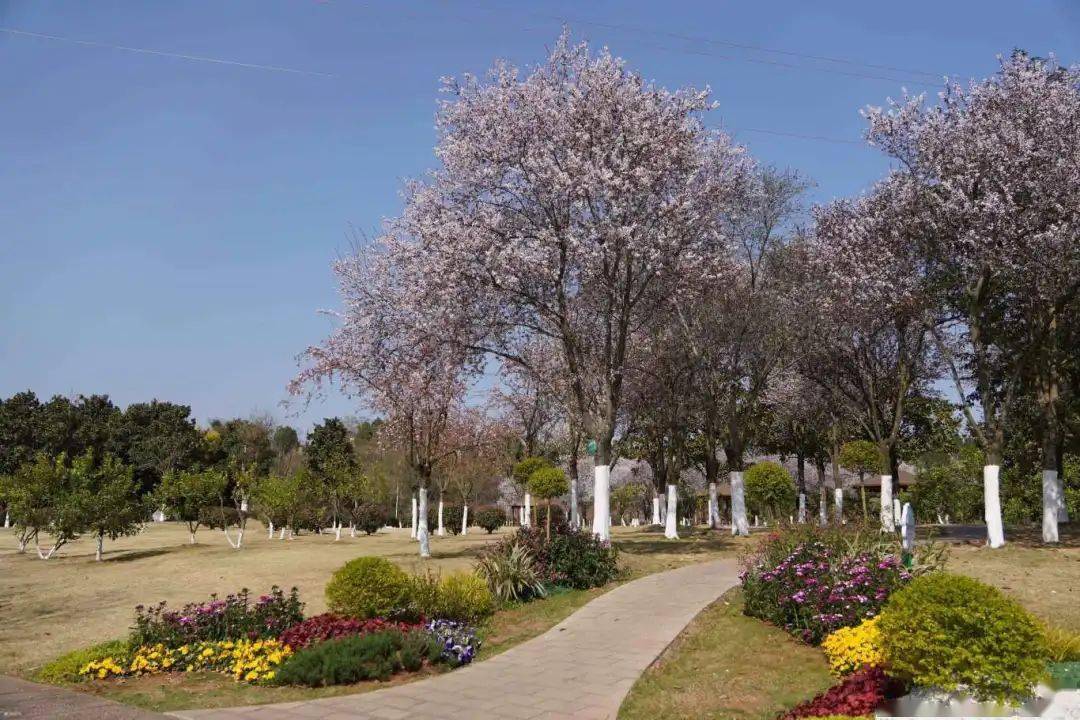 奔赴春日,资阳湿地公园已经迎来赏花季!