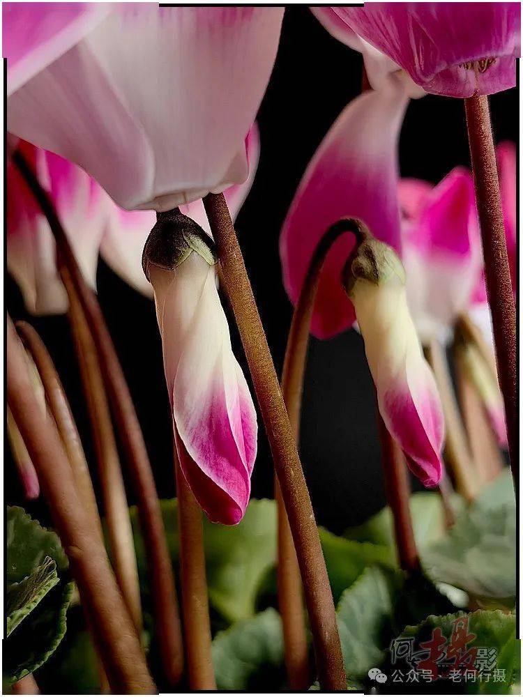 【图集】为"仙客来"留影_年花_拍花_花苞