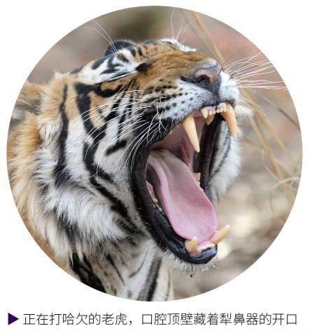 嘴巴也能闻味道