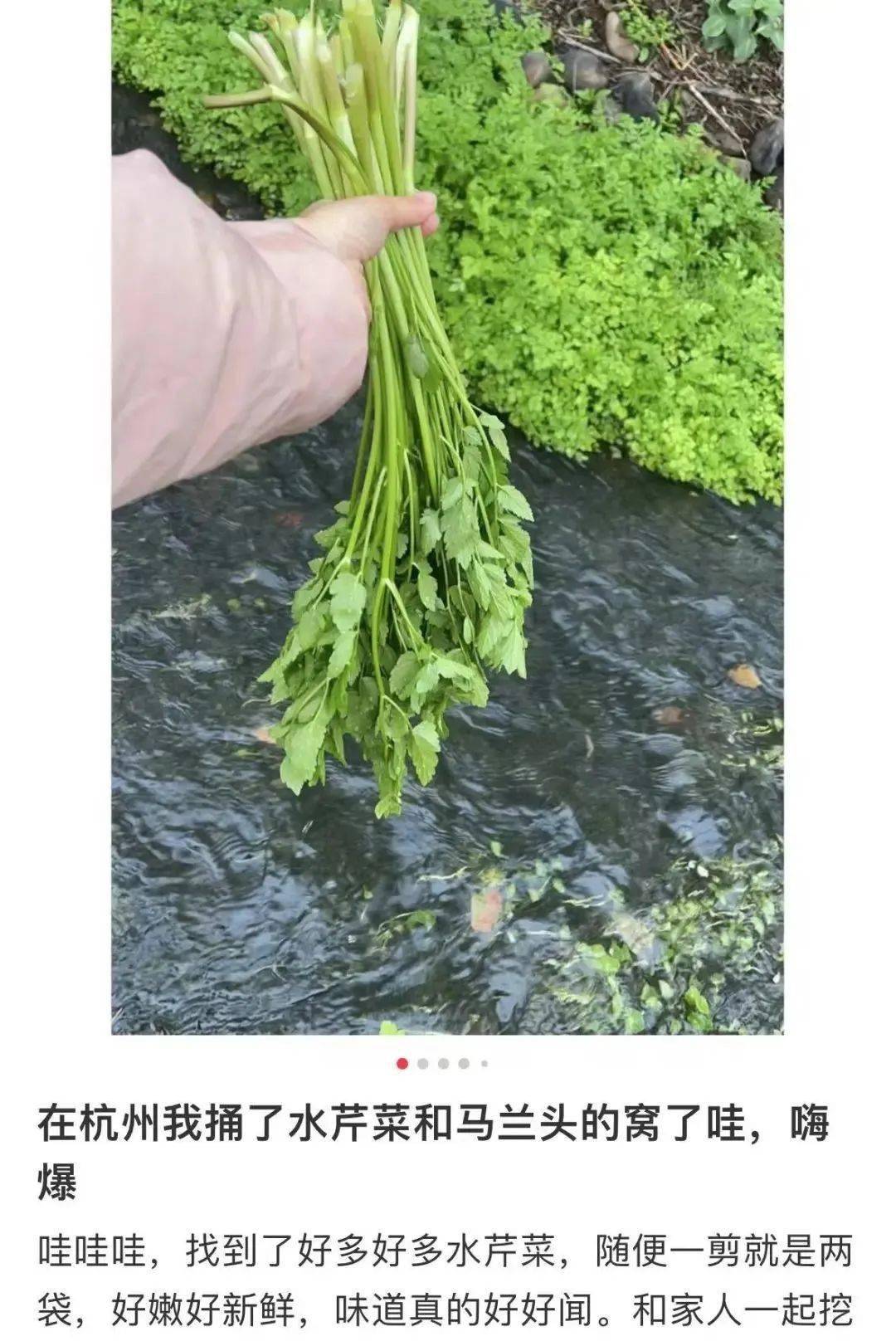 130元斤价格飙升巨野正上市