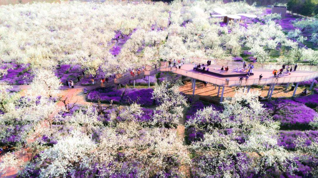 本月底,一定要来宿迁_兰会_梨花_三台山