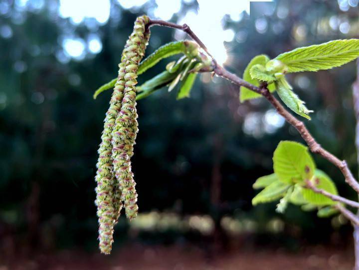 历史性突破全球野生植株仅存5株天目铁木34年来首次在省外开花