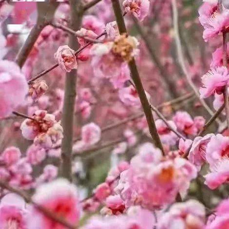 平利桃花溪景区—平利县长安女娲茶镇旅游景区—平利县龙头旅游村