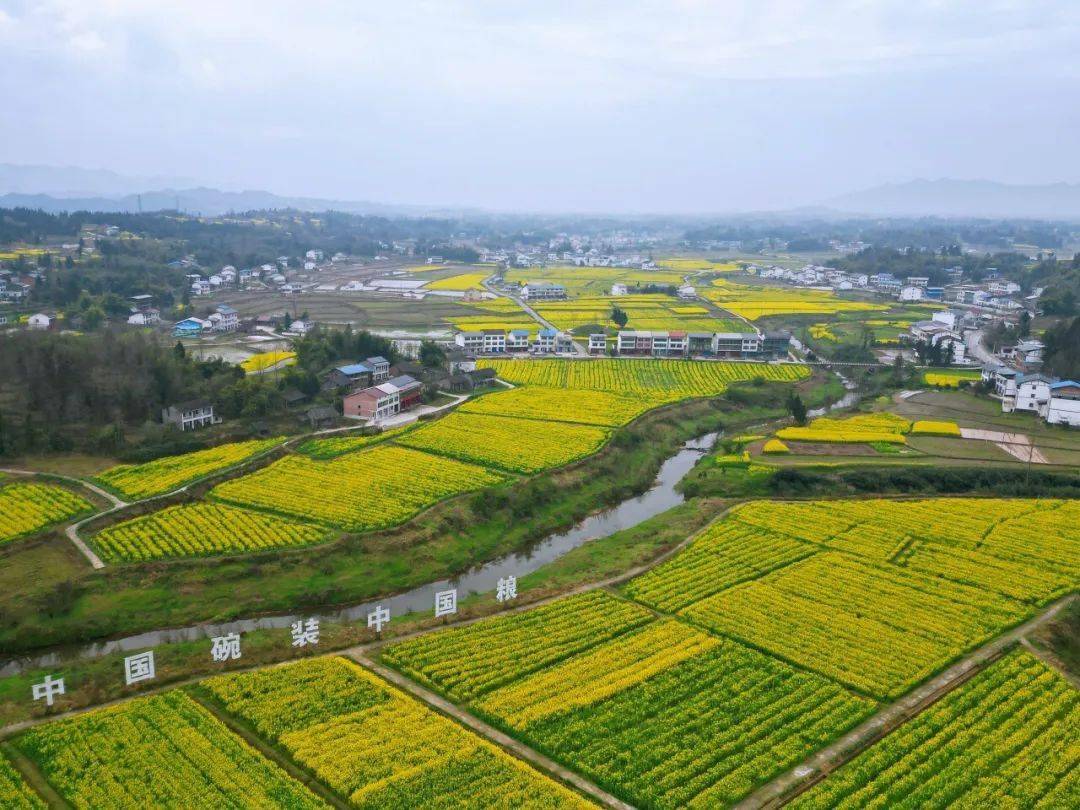 美图达川千亩油菜花开扮靓粮油园区春色