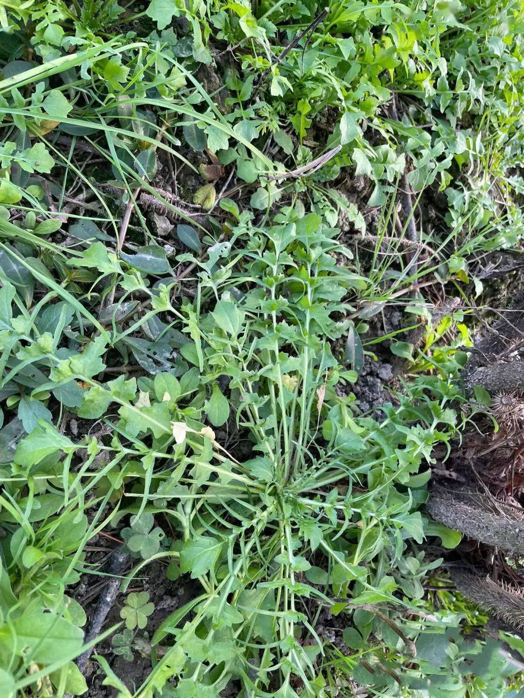 提提菜野菜图片