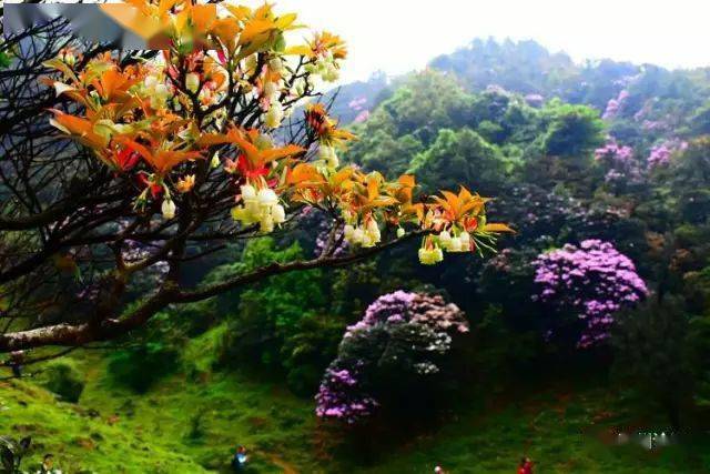 靓爆镜高州这片花海即将大绽放你知道在哪吗