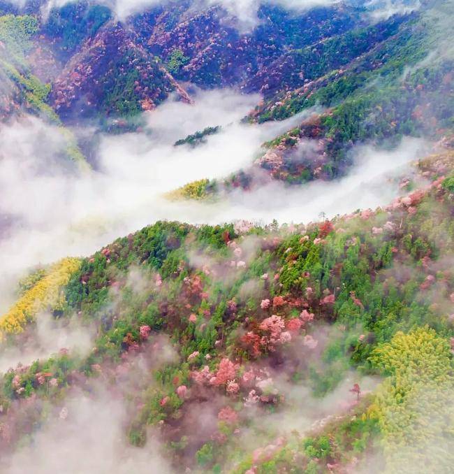 浙江春日赏花地图来了这6处花海胜地美不胜收周末抓紧时间出发