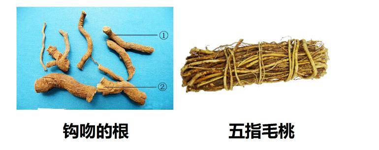 后经当地疾控部门确认,赵先生一家食用的野菜名叫石龙芮,长得很像水