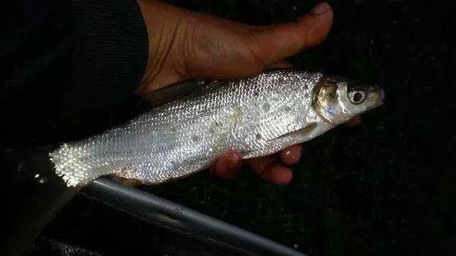 很多钓鱼人喜欢钓此鱼鱼不怎么好吃手感好