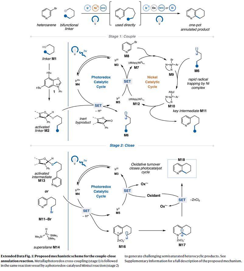 诺奖得主最新nature利用双自由基的偶联关环策略构建半饱和环系