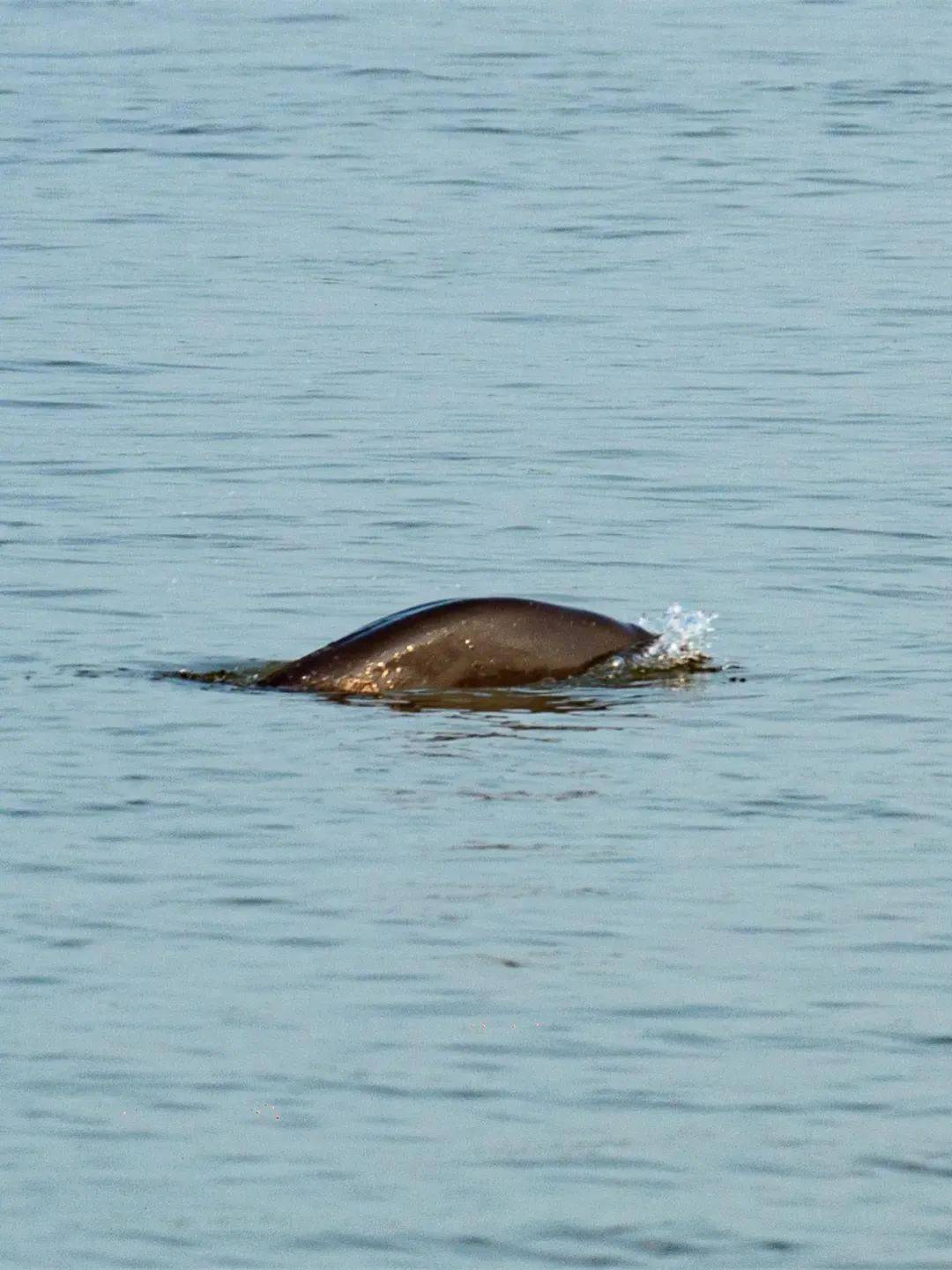 这说明,去年出生的小江豚较多,长江江豚种群恢复良好.