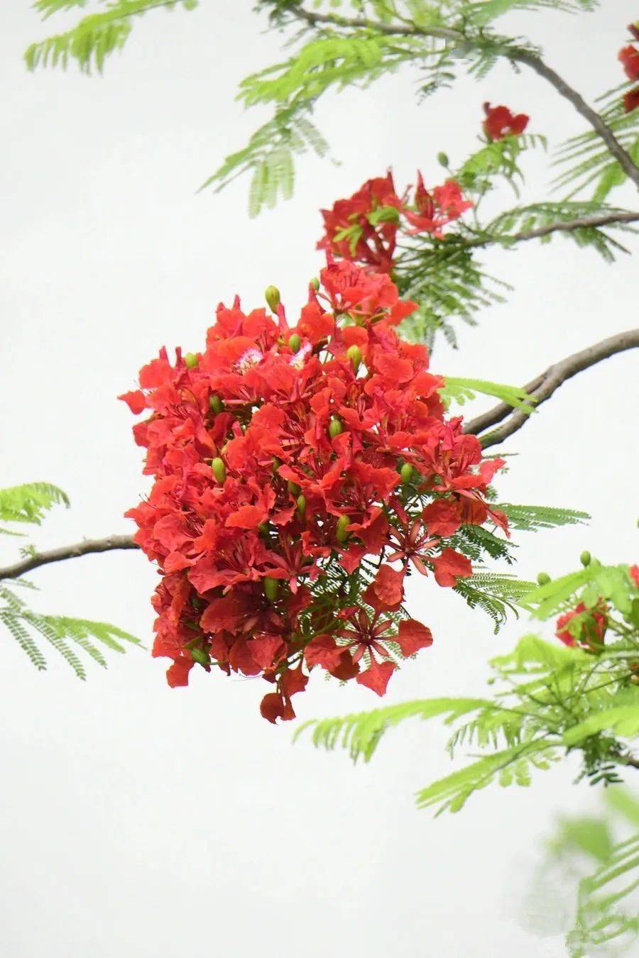 图源于三亚发布微信公众号凤凰花的花语是离别,思念和火热青春处处