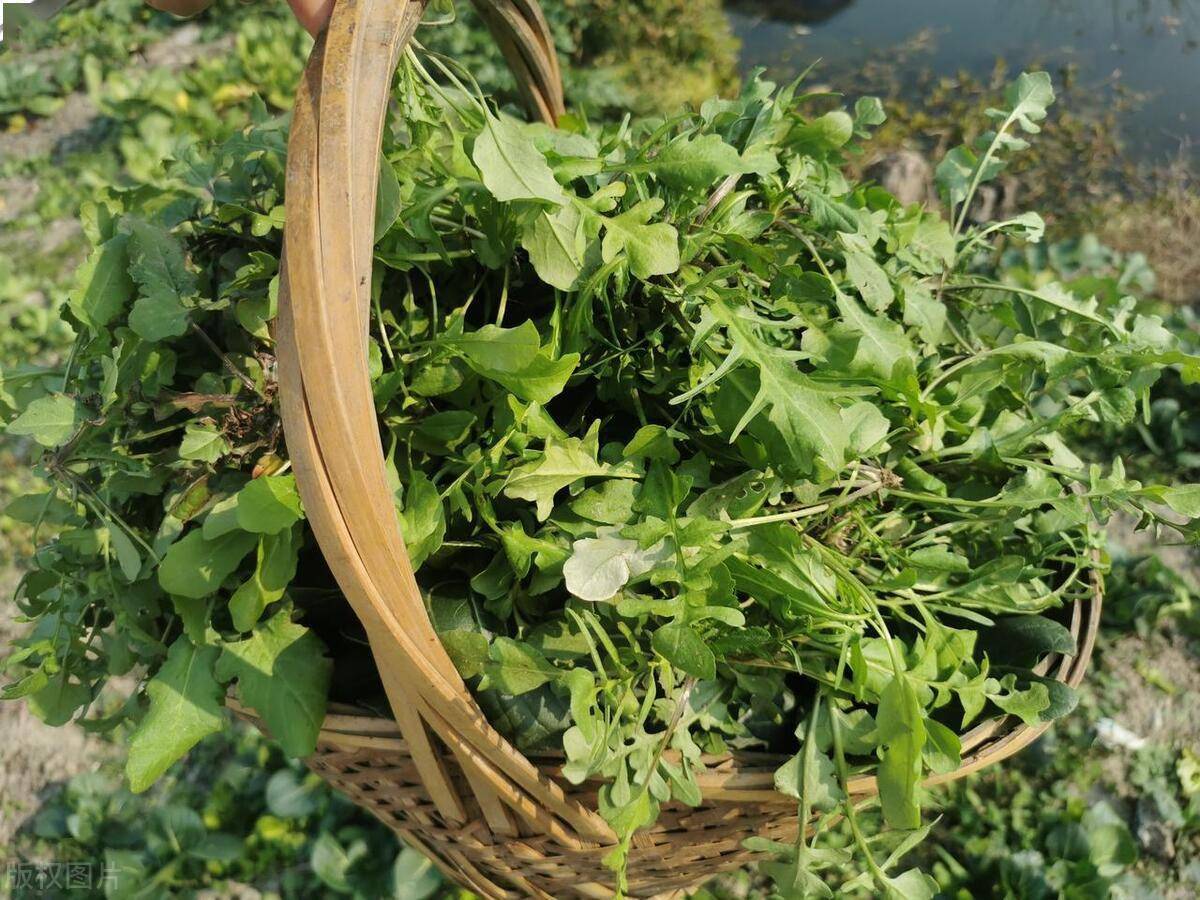 春分野菜图片