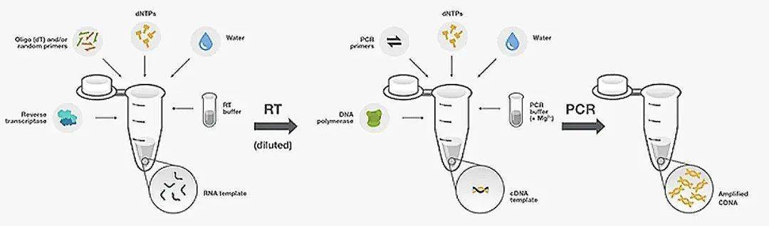 "rt-pcr"一步or两步?