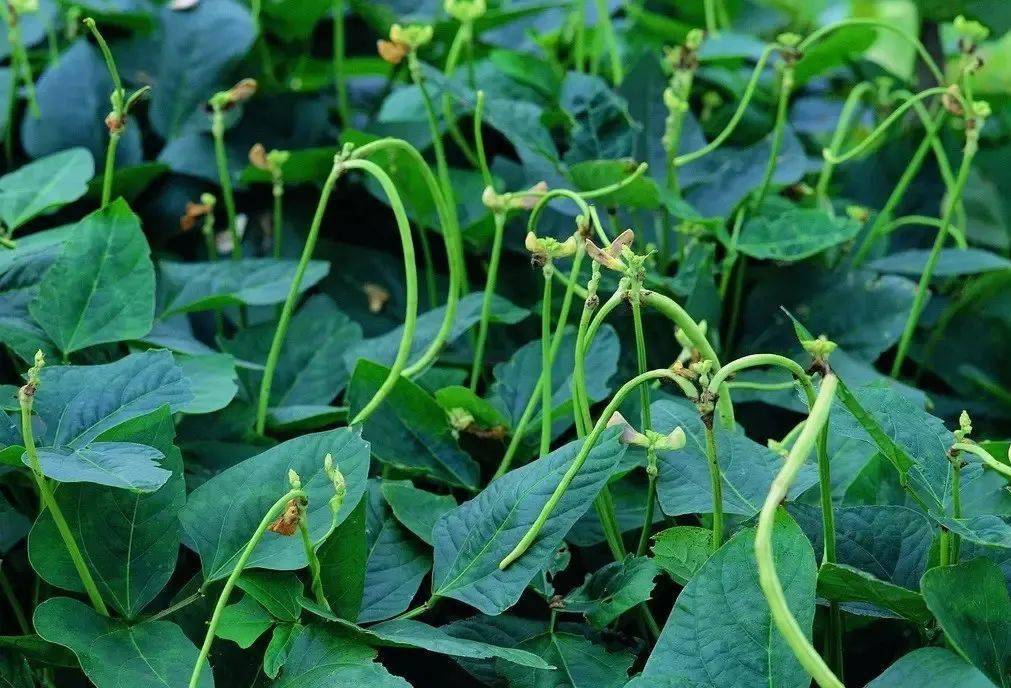 可美!种菜小记 ‖郑永强