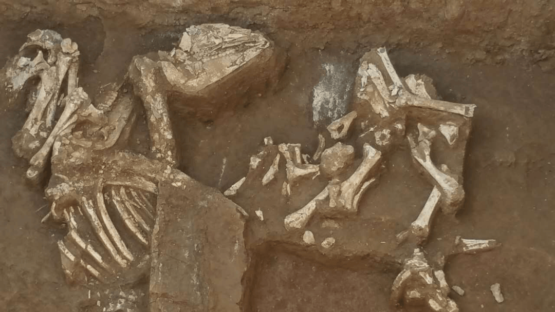 动物考古学家袁靖入坑三十年细讲那些精彩瞬间访谈