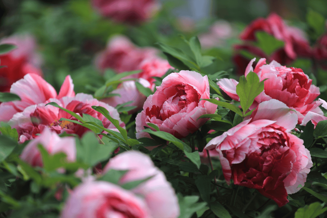 高,花冠最大,花期最长,开花最早,花色最艳等特点被誉为"中国牡丹之最"