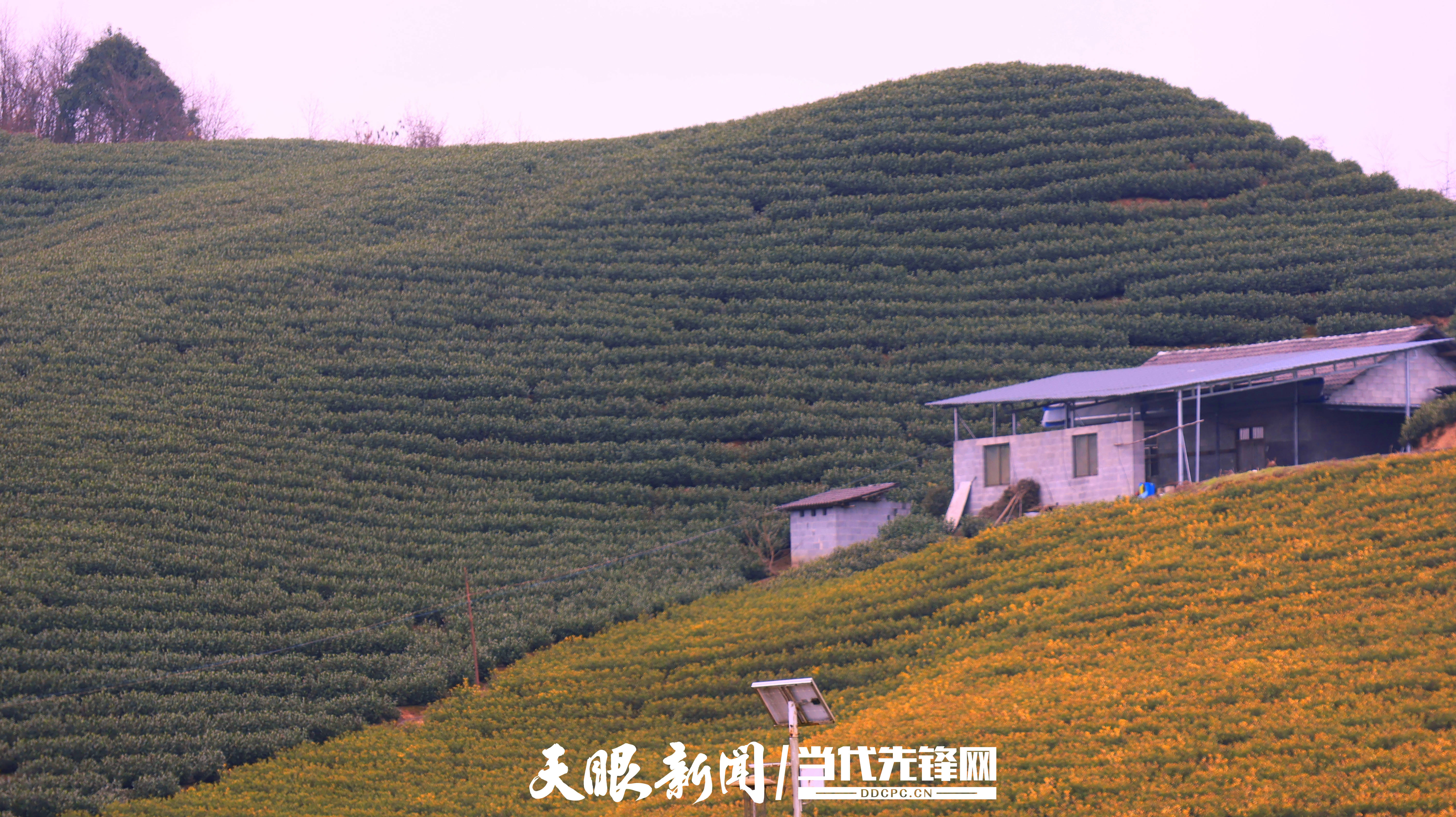 沿河后坪乡和美乡村焕发新活力