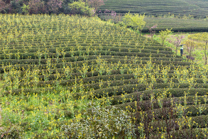 福建武夷山生态茶园开出油菜花茶产业向新而行