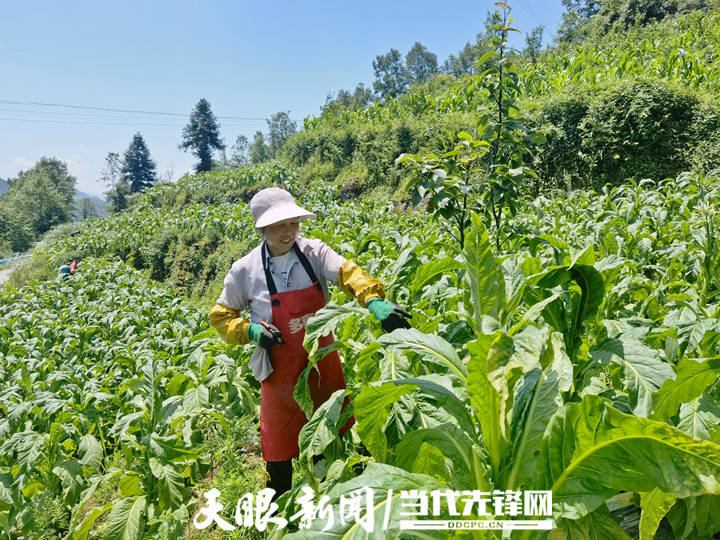 沿河后坪乡和美乡村焕发新活力