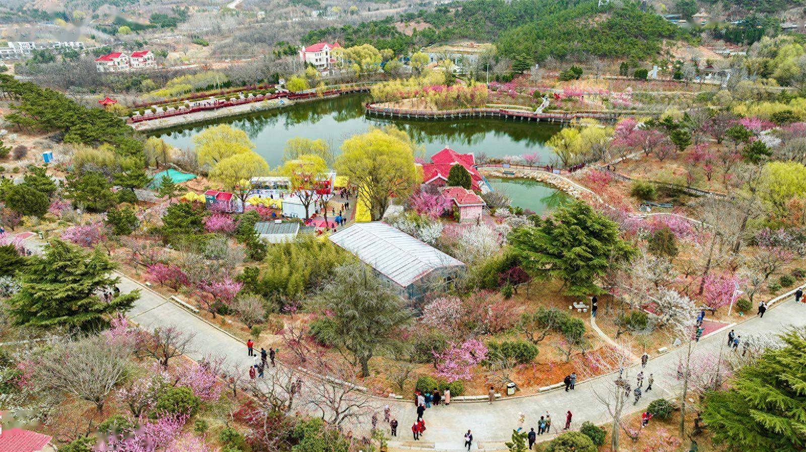 节将于3月22日至4月22日在青岛市李沧区十梅庵风景区·青岛梅园举办