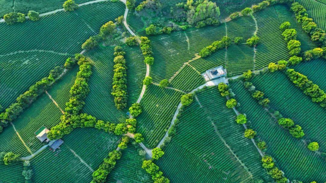 第七届阳羡早春茶开采节开幕