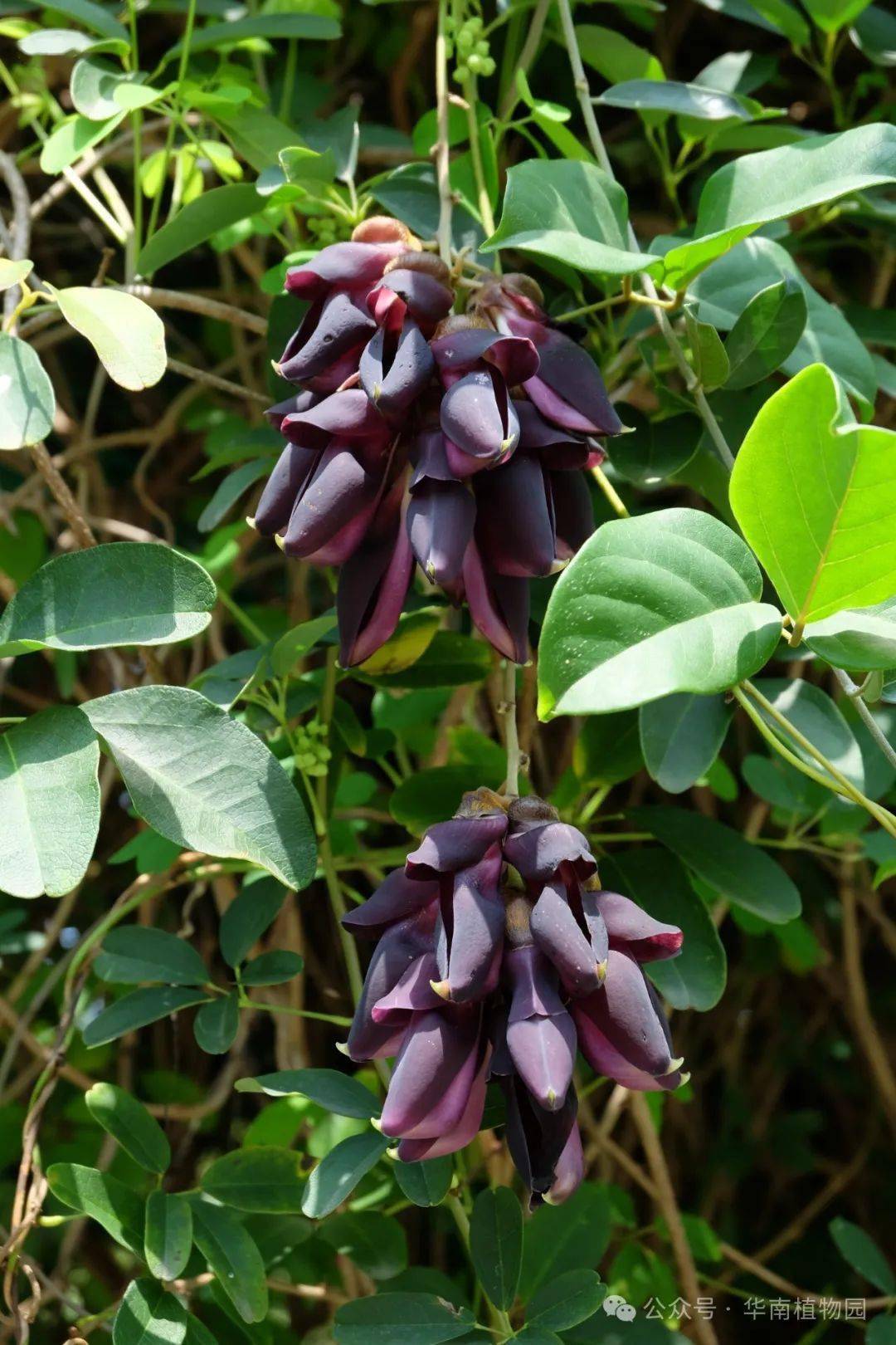 藤本园的紫色禾雀花(海南黧豆)▲藤本园的紫色禾雀花(美叶油麻藤)