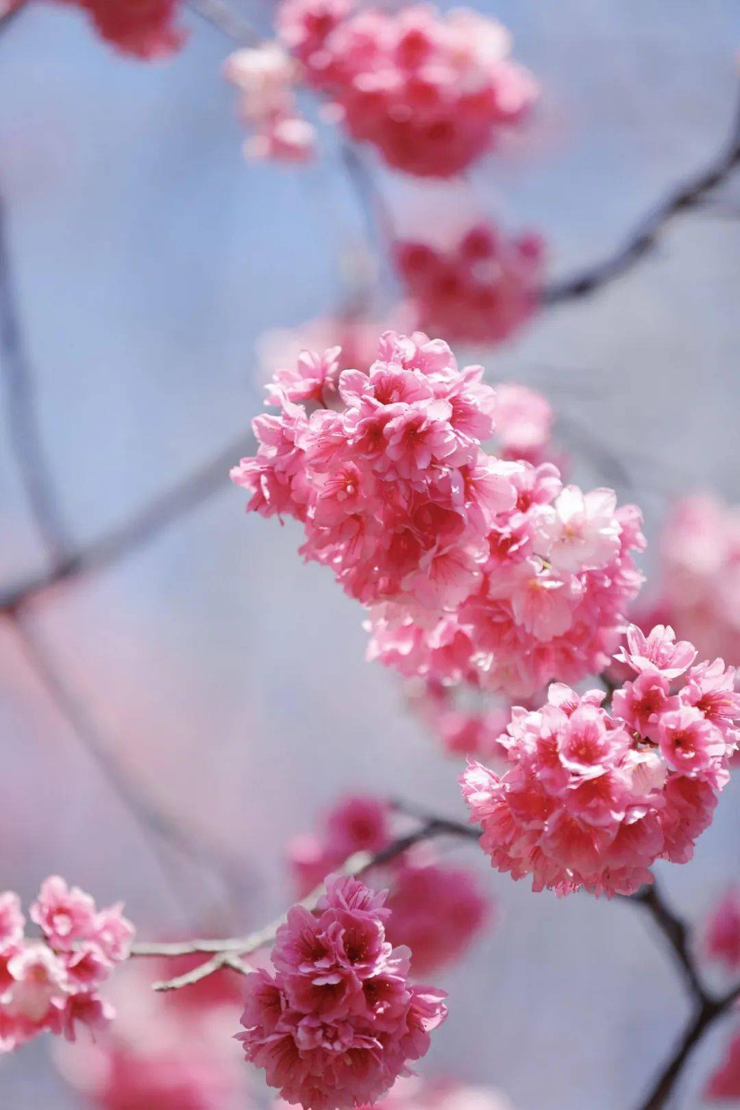 来看盘龙如何热情宠爱每一个"樱樱怪"……_樱花_昆明_北京