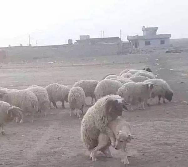 谁能想到,羊竟然敢骑牧羊犬(感恩的心呢?