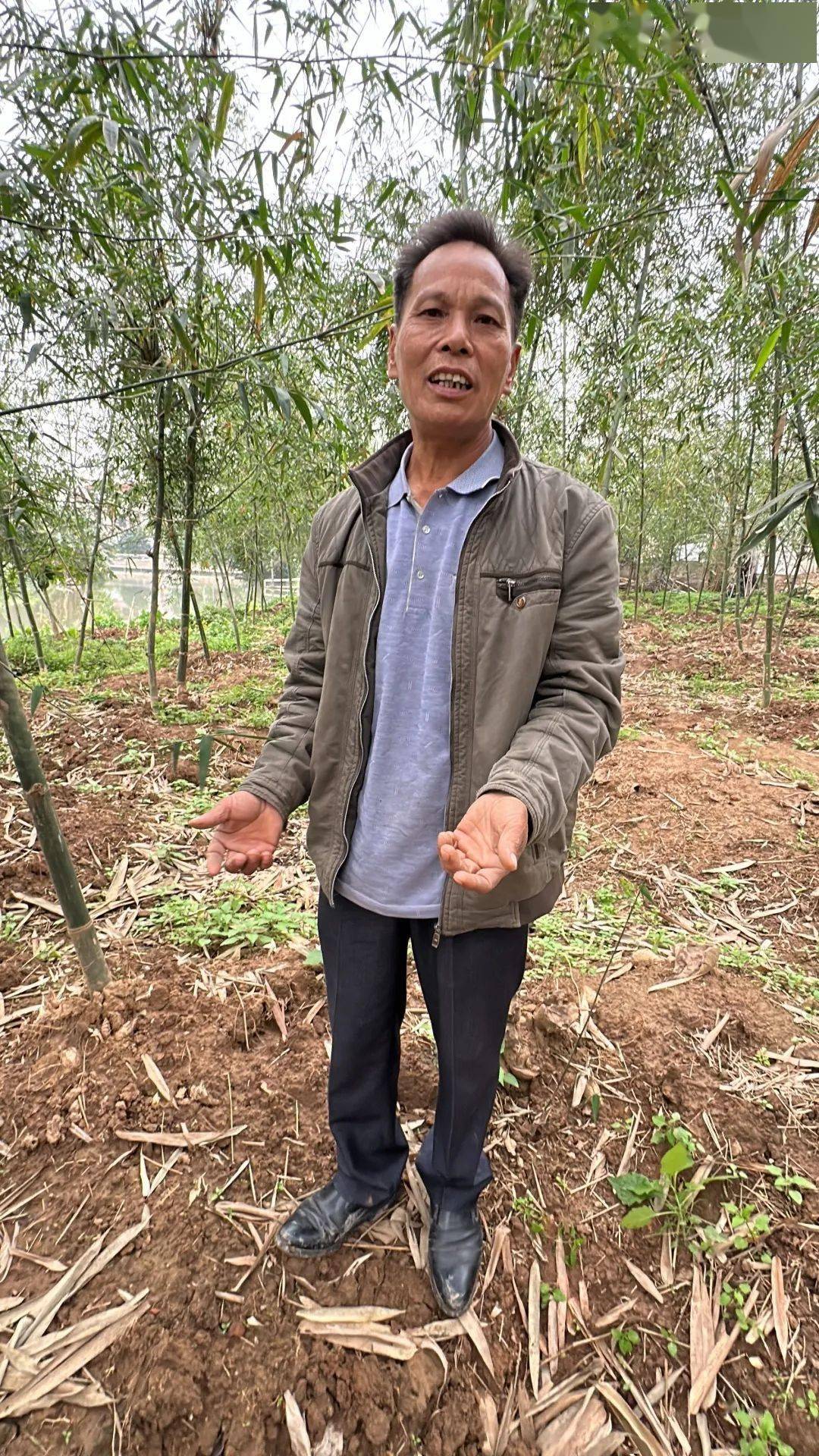 "笋中之王"林岳吊丝丹笋,拟申请"国字号"标识!