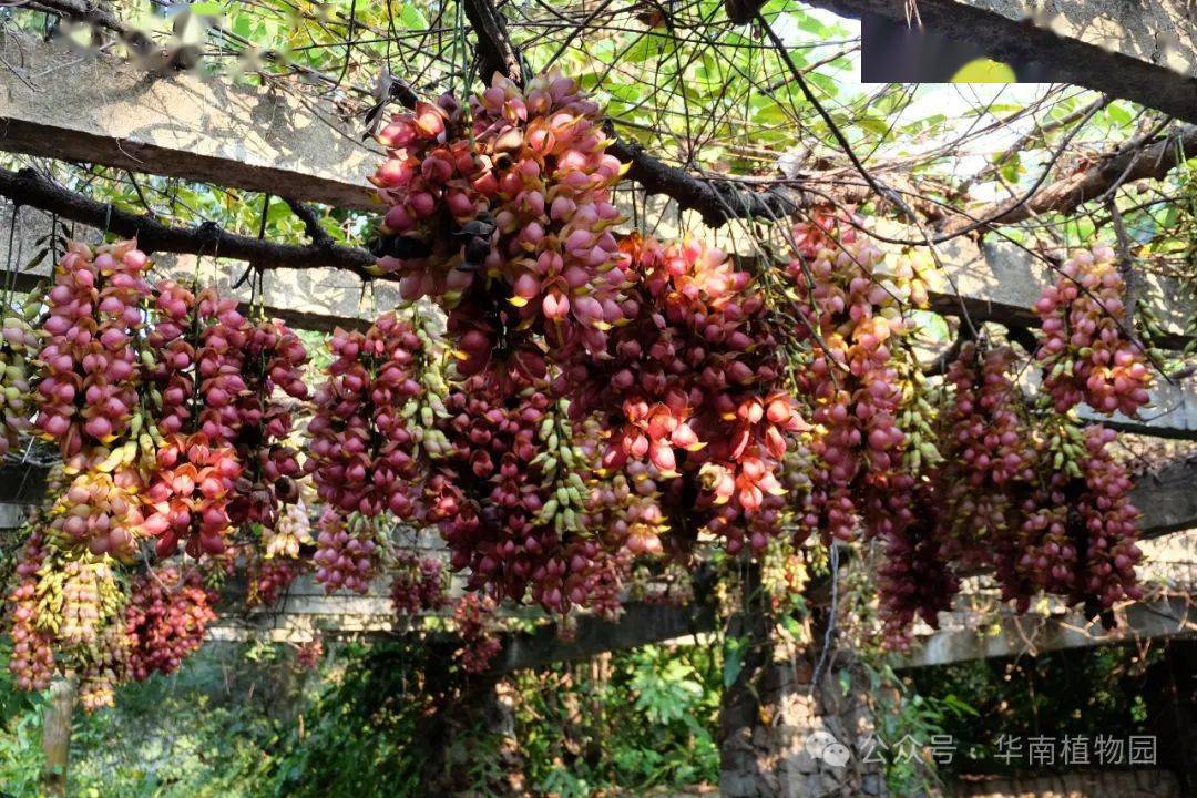 没那么娇嫩了,但粉红色禾雀花(大果油麻藤)紧随其后进入最佳观赏期