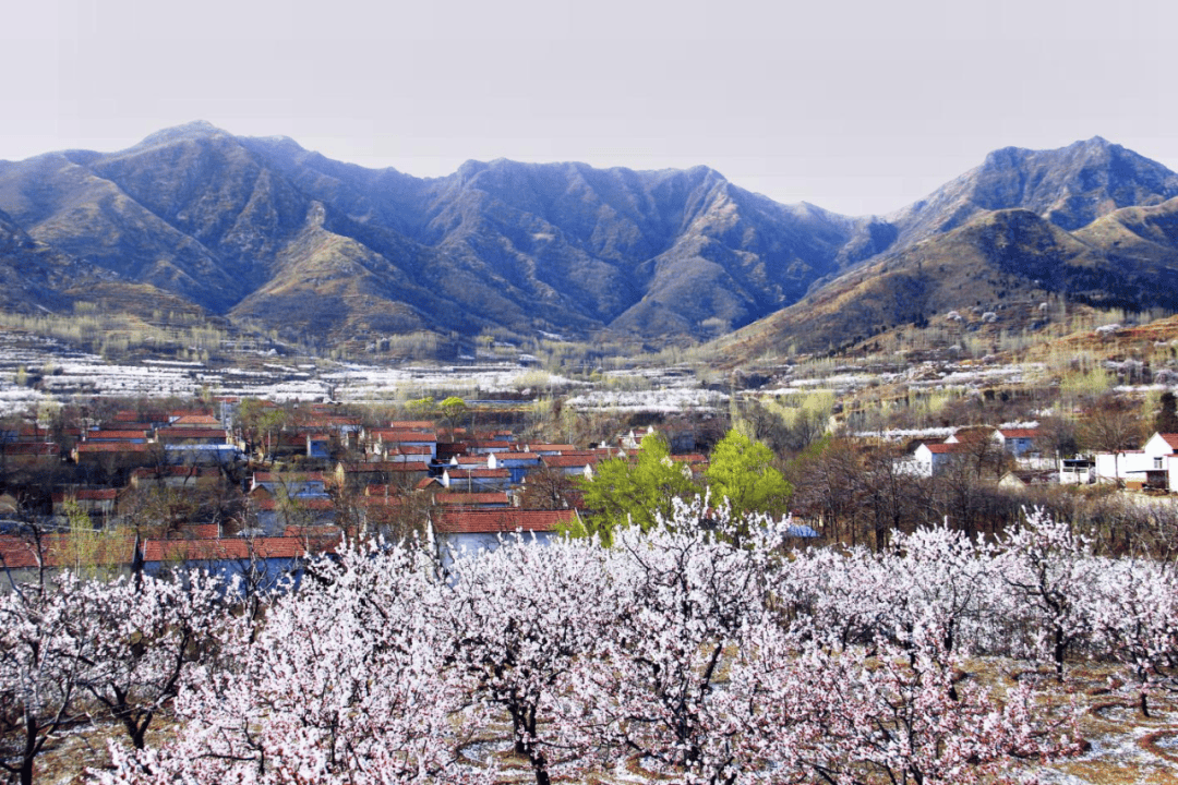 【文旅邹平】在邹平,迎接春天迎接你