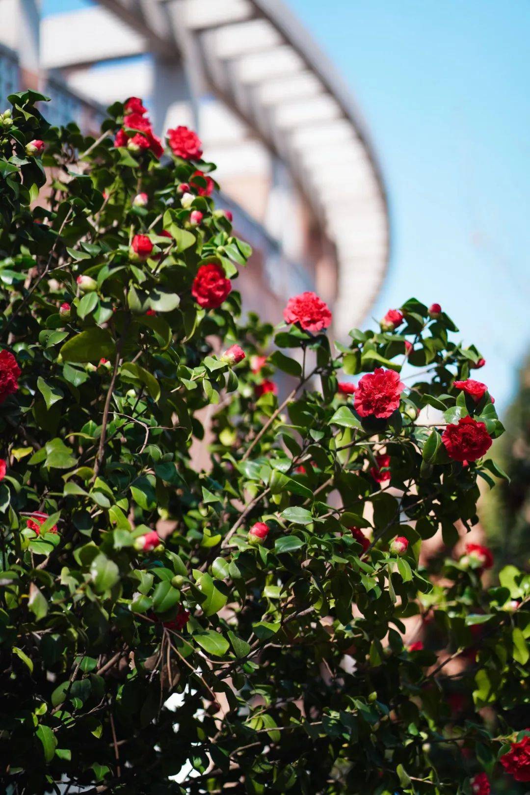 今日春分川大为你簪繁花