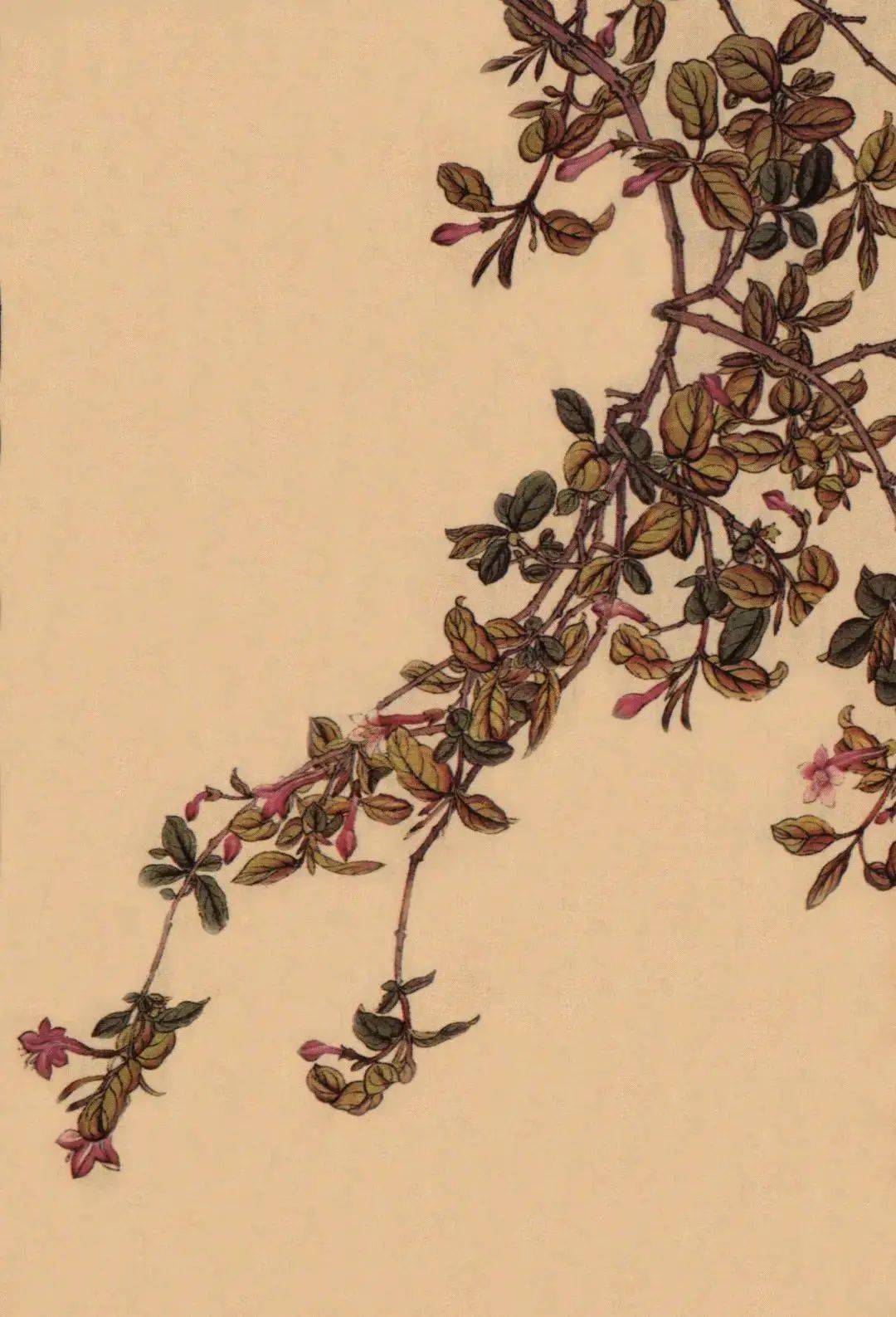 锦带花春分二候 杏林术慙杏春分三候 樱桃赏废樱桃春分惜春,莫负花开