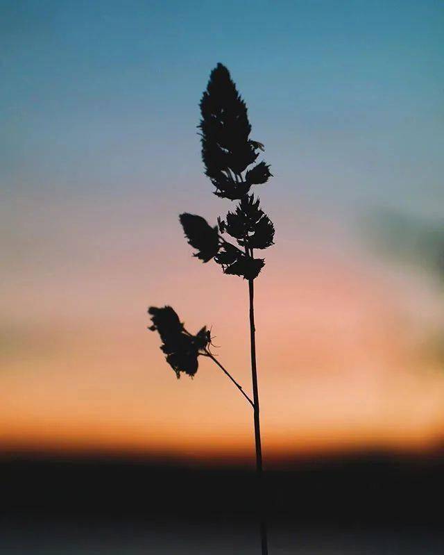 适合发朋友圈的45句人间绝句越读越有味道