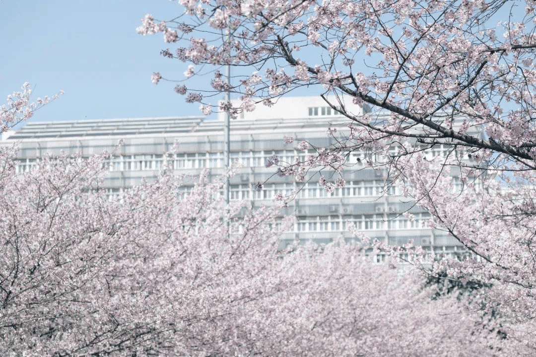 去同济赏樱啦3月23日至4月10日参观四平路校区需预约