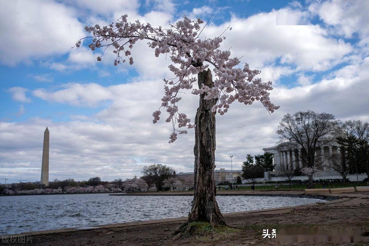 美国华盛顿潮汐湖沿岸樱花盛开,民众徜徉花海拍照